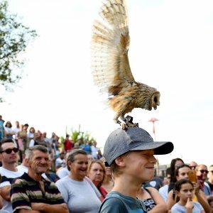 Koprivnica: Sokolari iz Slovačke najveća atrakcija zadnjeg dana Renesansnog festivala