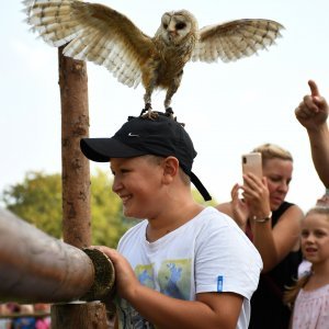 Koprivnica: Sokolari iz Slovačke najveća atrakcija zadnjeg dana Renesansnog festivala