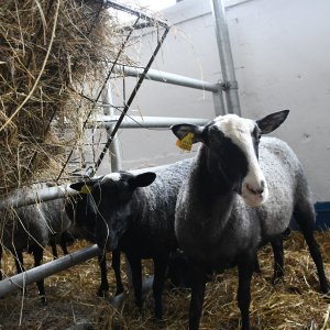 Na sajamskom prostoru u Gudovcu traje 27. po redu Međunarodni jesenski bjelovarski sajam