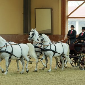 Ergela Đakovo obilježila 513. godišnjicu osnutka i 213 godina uzgoja lipicanaca