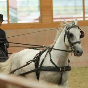 Ergela Đakovo obilježila 513. godišnjicu osnutka i 213 godina uzgoja lipicanaca