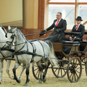 Ergela Đakovo obilježila 513. godišnjicu osnutka i 213 godina uzgoja lipicanaca