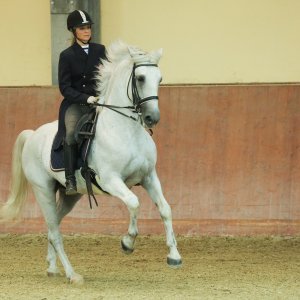 Ergela Đakovo obilježila 513. godišnjicu osnutka i 213 godina uzgoja lipicanaca