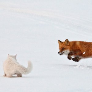 Mačka protiv lisice