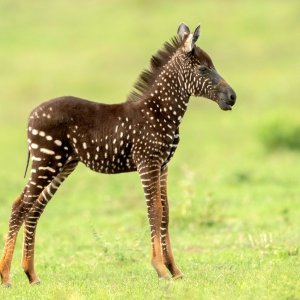 Pjegava zebra