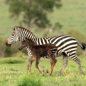 Pjegava zebra