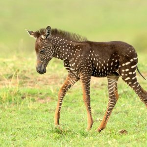 Pjegava zebra