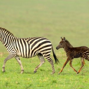 Pjegava zebra