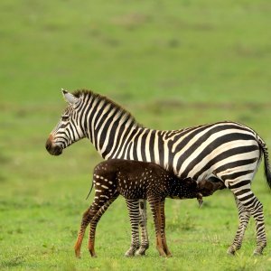 Pjegava zebra