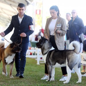 Karlovac: Lana Klingor Mihić na međunarodnoj izložbi pasa 4 Rivers Winner