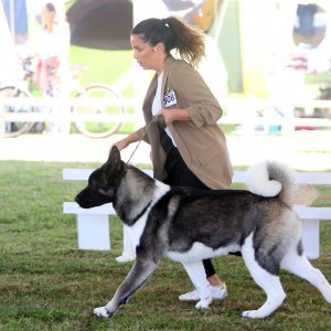 Karlovac: Lana Klingor Mihić na međunarodnoj izložbi pasa 4 Rivers Winner