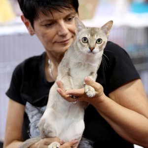 Rijeka: Međunarodna izložba mačka