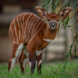 Bongo antilope