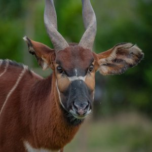 Bongo antilope