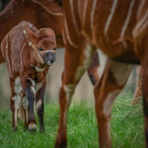 Bongo antilope