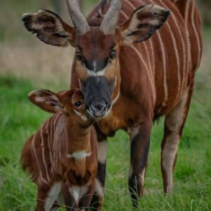 Bongo antilope