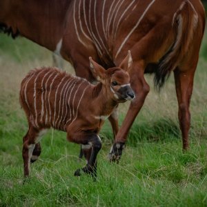 Bongo antilope