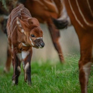 Bongo antilope