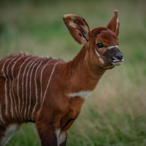 Bongo antilope