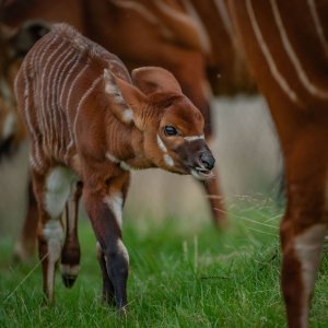 Bongo antilope