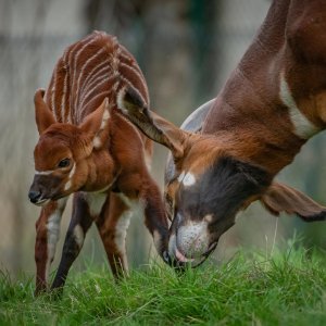 Bongo antilope