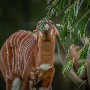 Bongo antilope