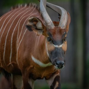 Bongo antilope