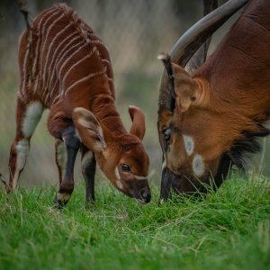 Bongo antilope