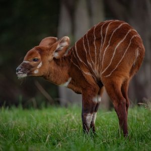 Bongo antilope