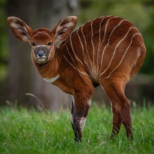 Bongo antilope