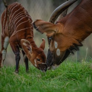 Bongo antilope