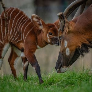 Bongo antilope