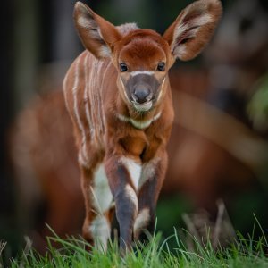 Bongo antilope