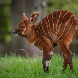 Bongo antilope