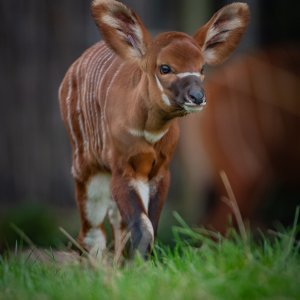 Bongo antilope