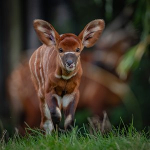 Bongo antilope