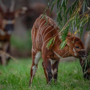 Bongo antilope