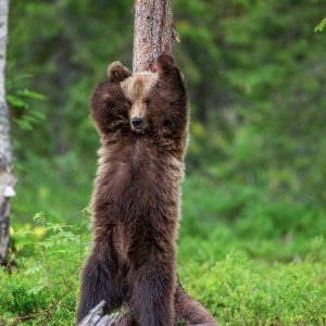 Medvjed u Finskoj