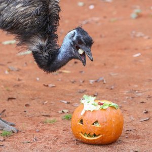 Emu