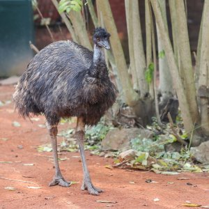 Emu