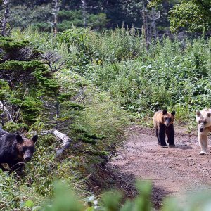 Smeđi medvjedi na otoku Kunashir