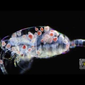 2019 Nikon Small World in Motion - Drugo mjesto (paraziti u planktonu)