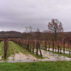 Polja u okolici Umaga i Buja dijelom poplavljena zbog velike količine oborina