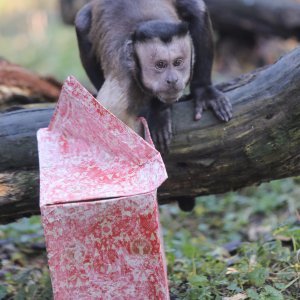 Pokloni za životinje u zoo vrtu u Zagrebu