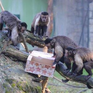 Pokloni za životinje u zoo vrtu u Zagrebu