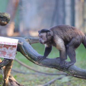 Pokloni za životinje u zoo vrtu u Zagrebu