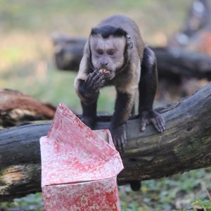 Pokloni za životinje u zoo vrtu u Zagrebu