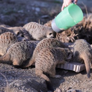 Pokloni za životinje u zoo vrtu u Zagrebu