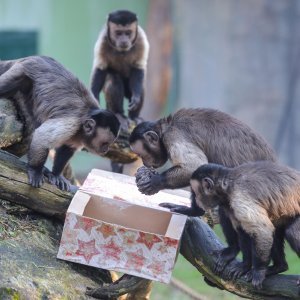 Pokloni za životinje u zoo vrtu u Zagrebu