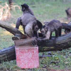 Pokloni za životinje u zoo vrtu u Zagrebu